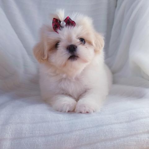 Linda Lhasa Apso Micro, Parcelo em Até 10x!!!