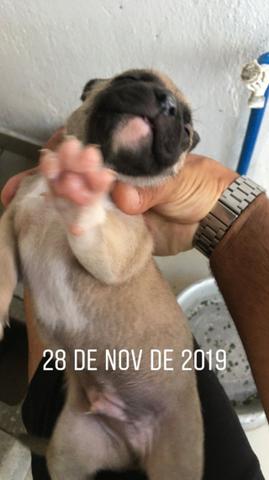 FIlhotes de pitbull - Foto 5