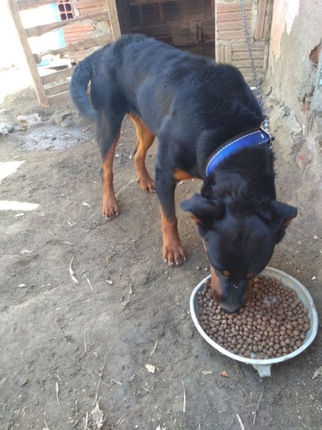 Vendo um umaCachorra com 6 meses de idade