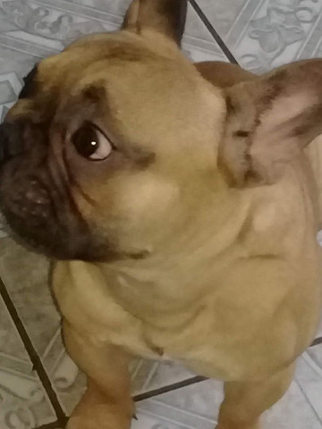 Procura uma fêmea para cruzar com o simba - Foto 4