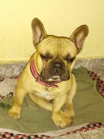 Procura uma fêmea para cruzar com o simba