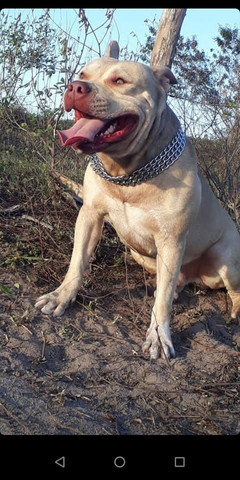 Filhote de pitbull - Foto 4