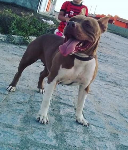 Filhote de pitbull - Foto 3
