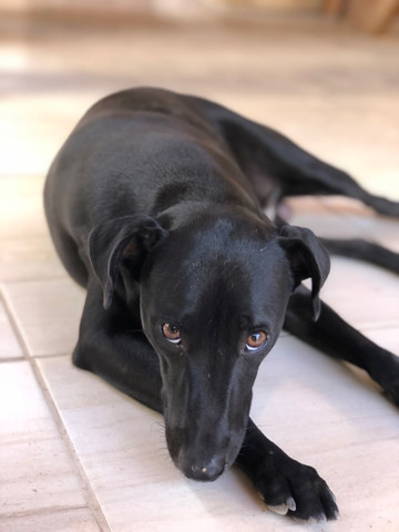 Procuro uma namorada labradora pra ele - Foto 2