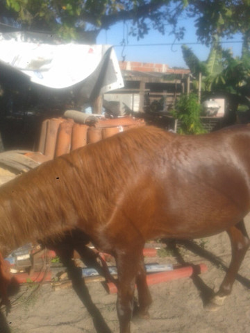 Vendo pordo 2 anos