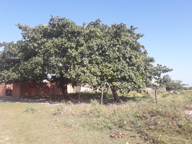 Terreno 10 x 30 m R$ 35.000,00 - Foto 8