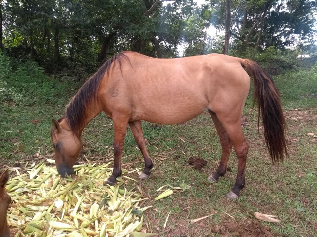 Vendo égua crioula grossa valor 2000 parcelo no cartão sem juros - Foto 2