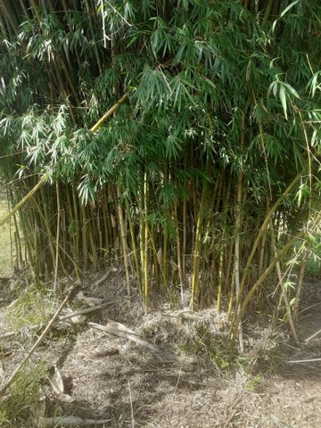 Bambu - Foto 5