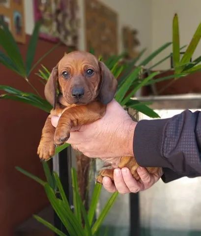 Basset Teckel Top Compre Já Amável Porte Pequeno