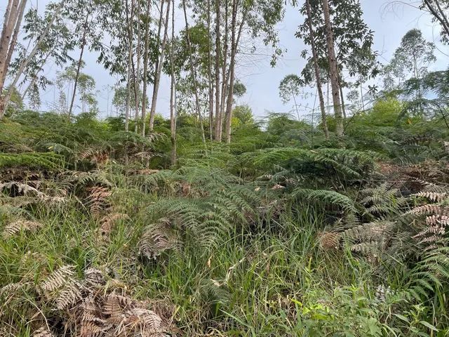 Terreno em Domingos Martins - Foto 4