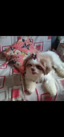 Vendo linda shih tzu femea 