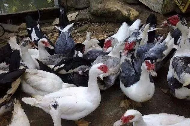 Pato é pata e galinha novos 100 casal 60 cada 