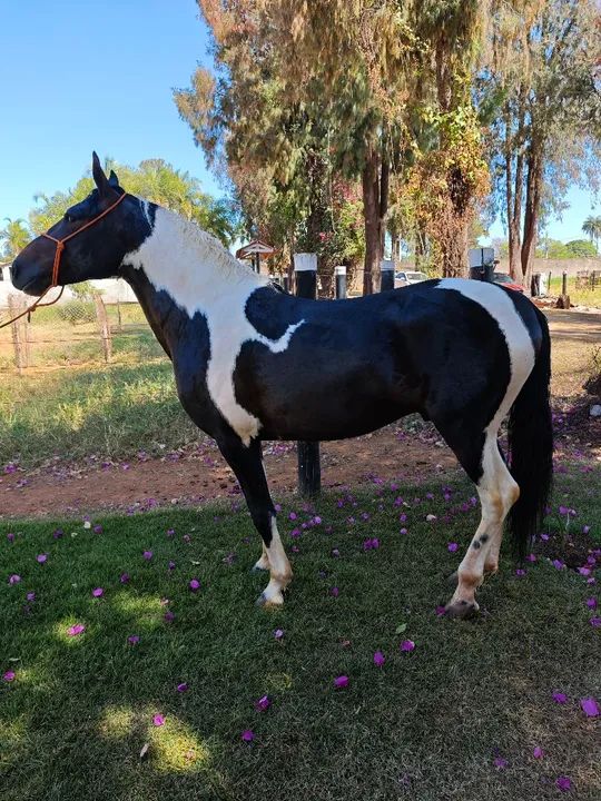 Troco por égua ///Garanhão mangalarga registrado Picada Genuina - Foto 4