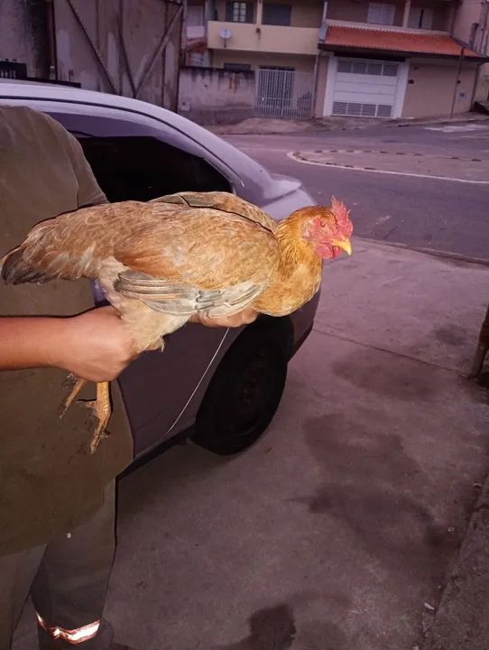 Vendo frangos e frangas caipiras  - Foto 4