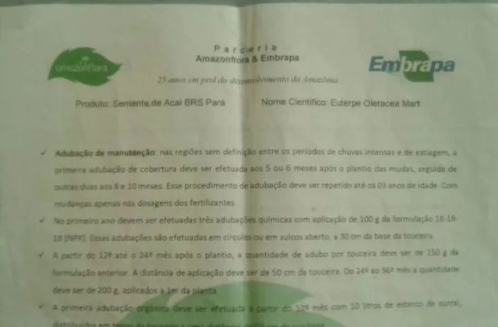 AÇAÍ BRS PAI D'EGUA e AÇAÍ BRS PARÁ ANÃO - Foto 5