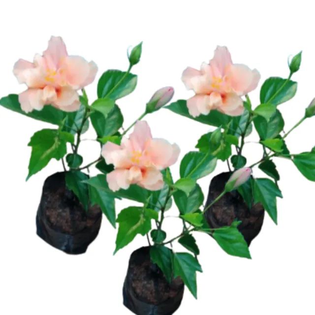 Muda De Hibisco Laranja 1 Unidade