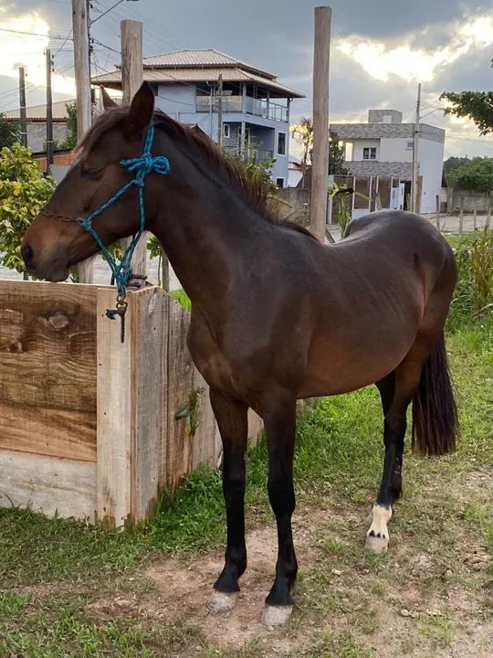 Vendo ou troco por mangalarga marchador  - Foto 4