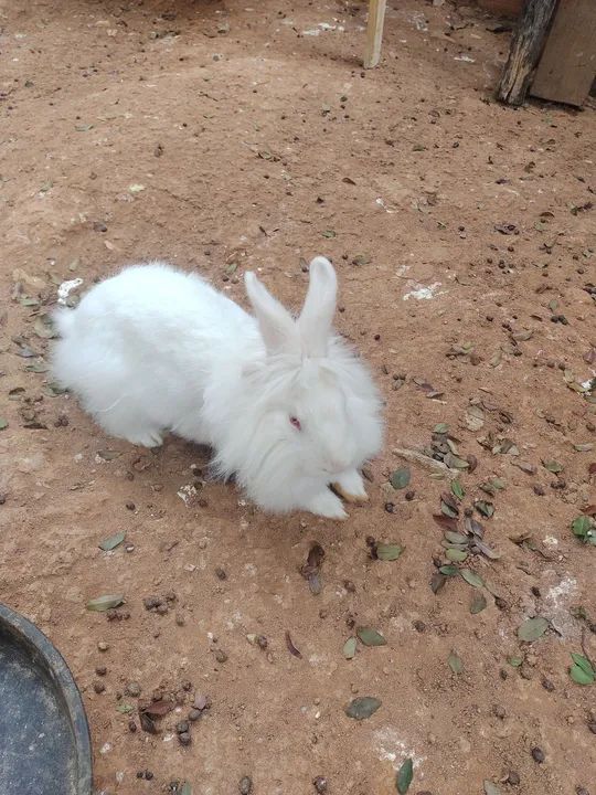 Doação coelho mini lion - Foto 4