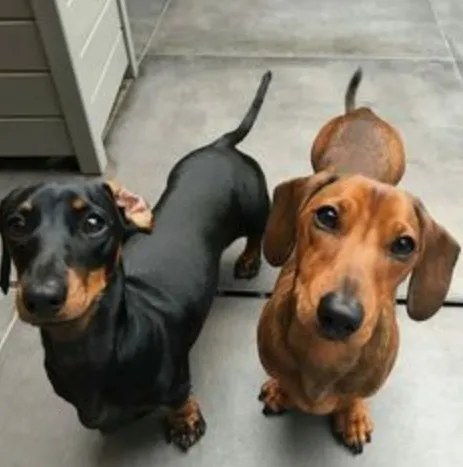 Doa Se Urgente Lindo Filhote De Fila Brasileiro Preto