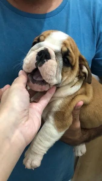 Bulldog Inglês branco/malhado/vermelho/red brindle, com garantias genéticas e suporte vet! - Foto 3