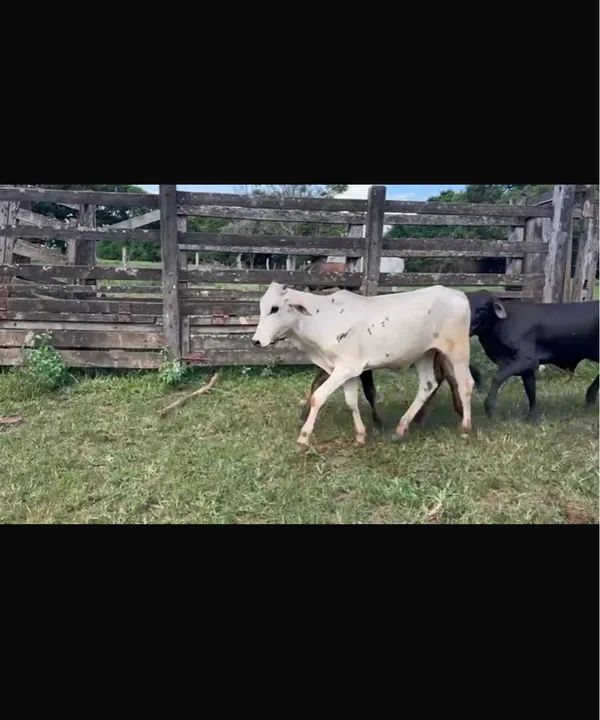 40 bezerros Nelorados  - Foto 6