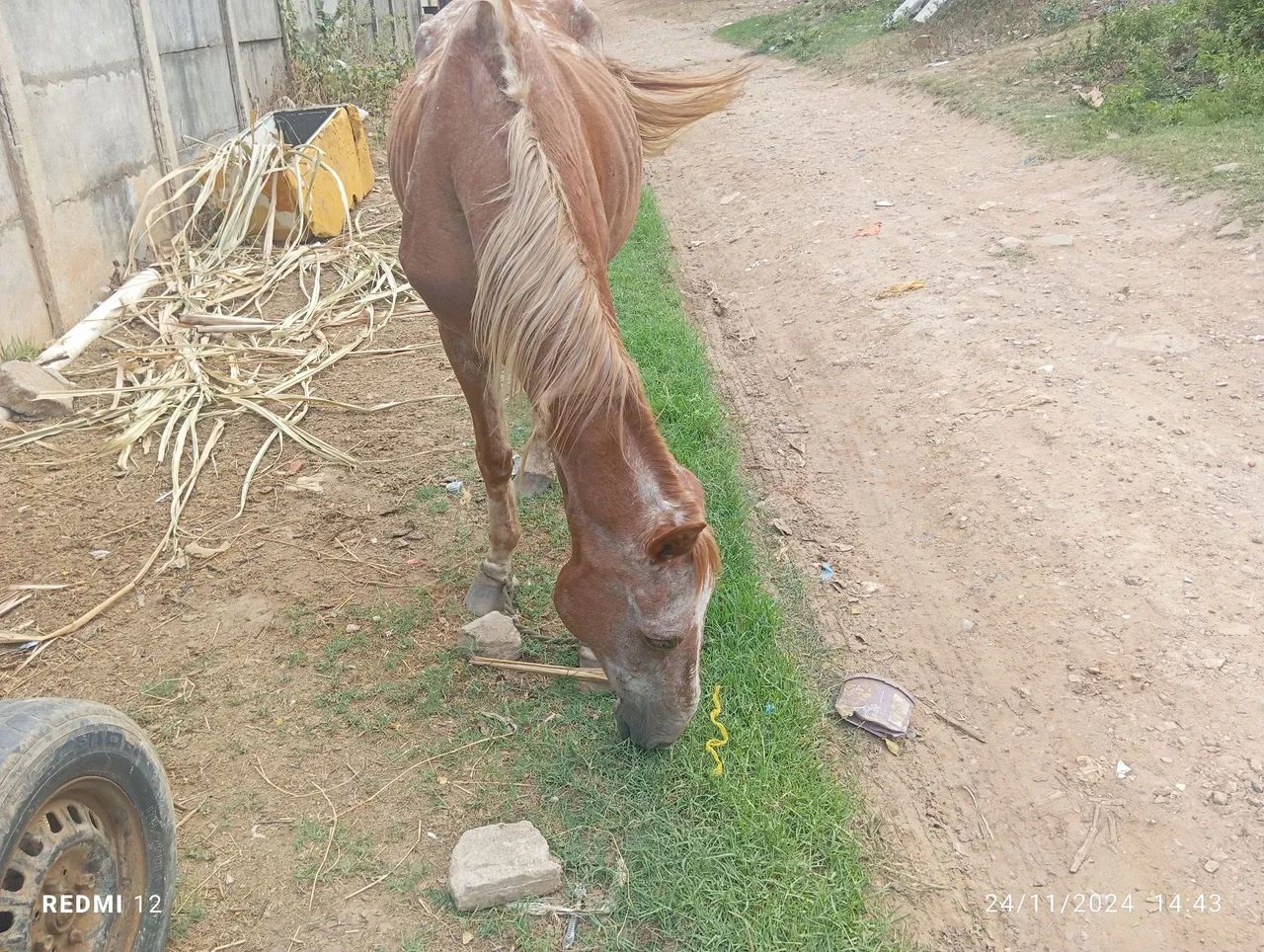 Vende-se Égua  - Foto 2