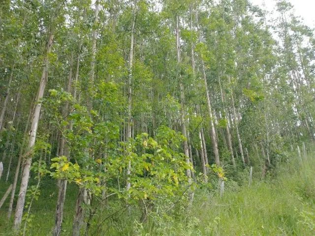 12.200 pés de eucalipto - Foto 3