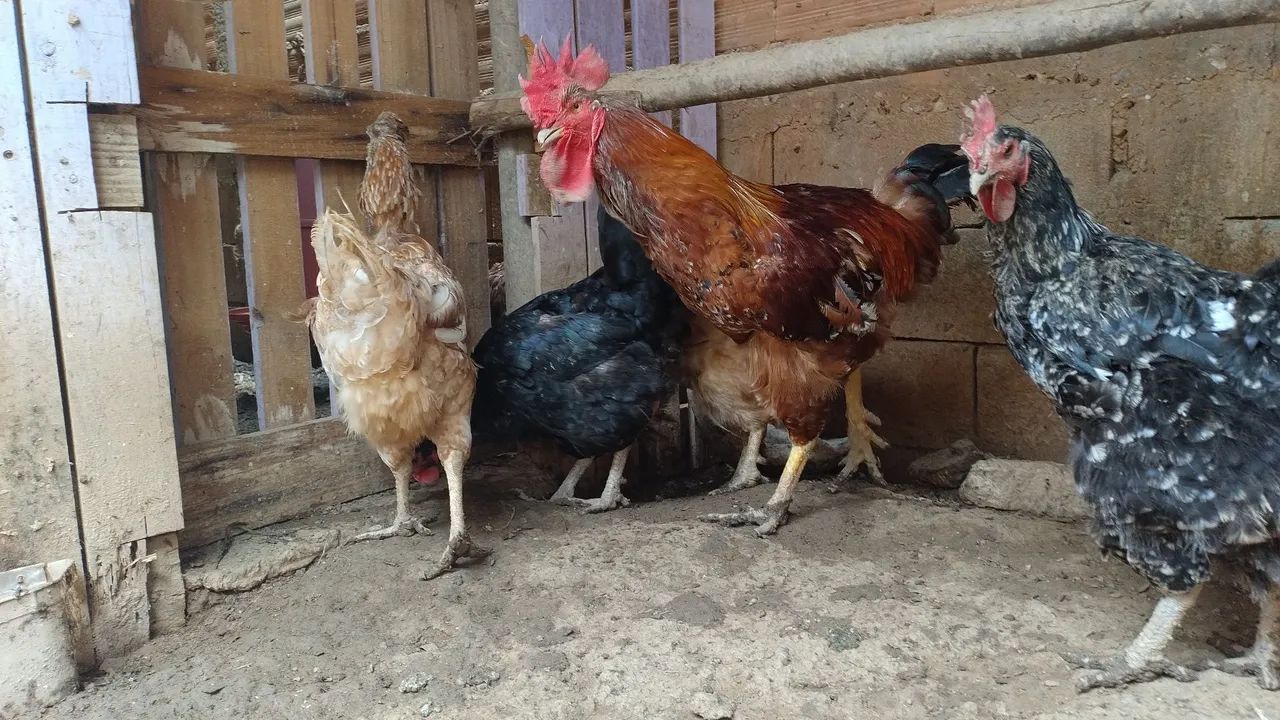 Gsb sertanejo balão  - Foto 3