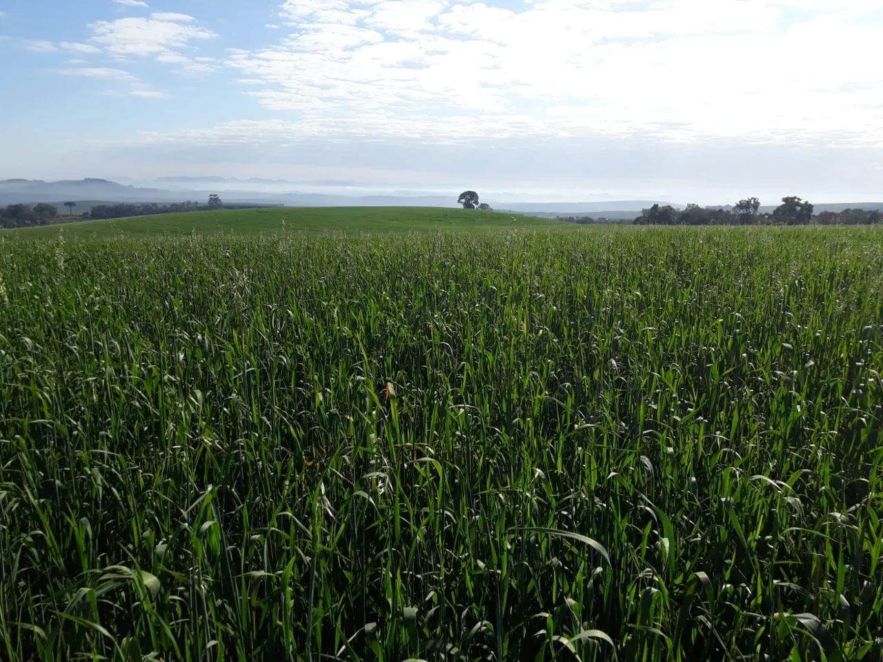 Vend fazenda  - Foto 4