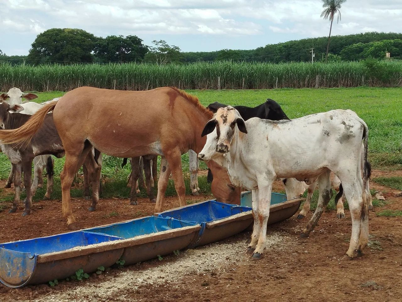 Bezerras baias - Foto 4