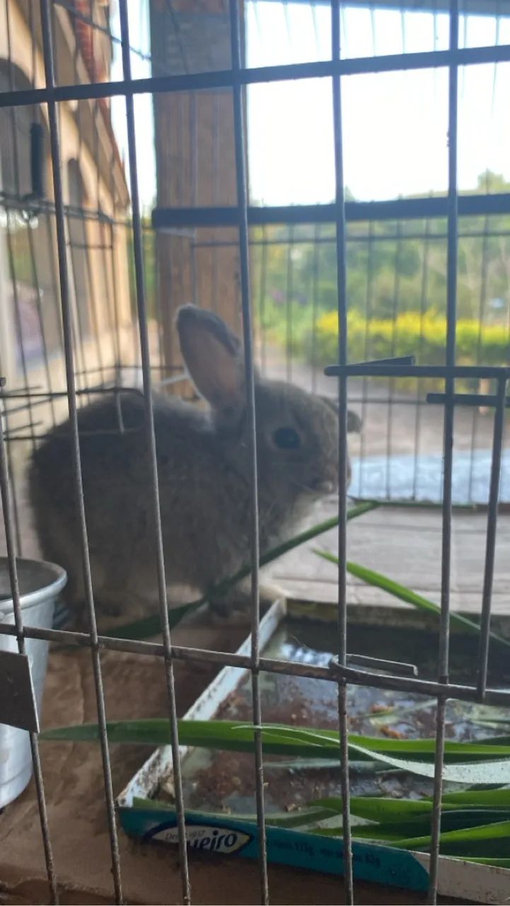 Mini coelho para adoção 