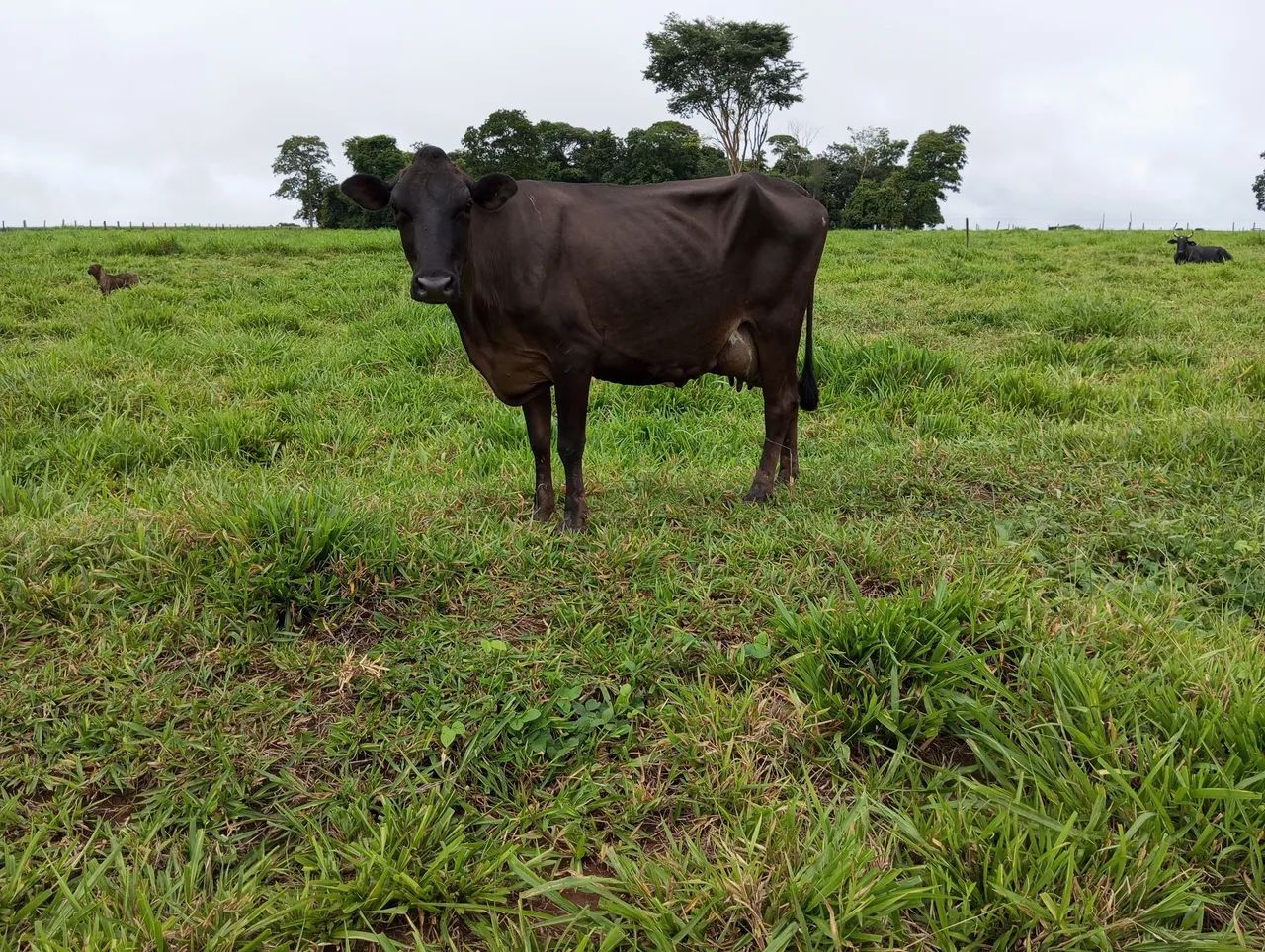 Vacas e Novilhas de leite - Passo Cartão  - Foto 5