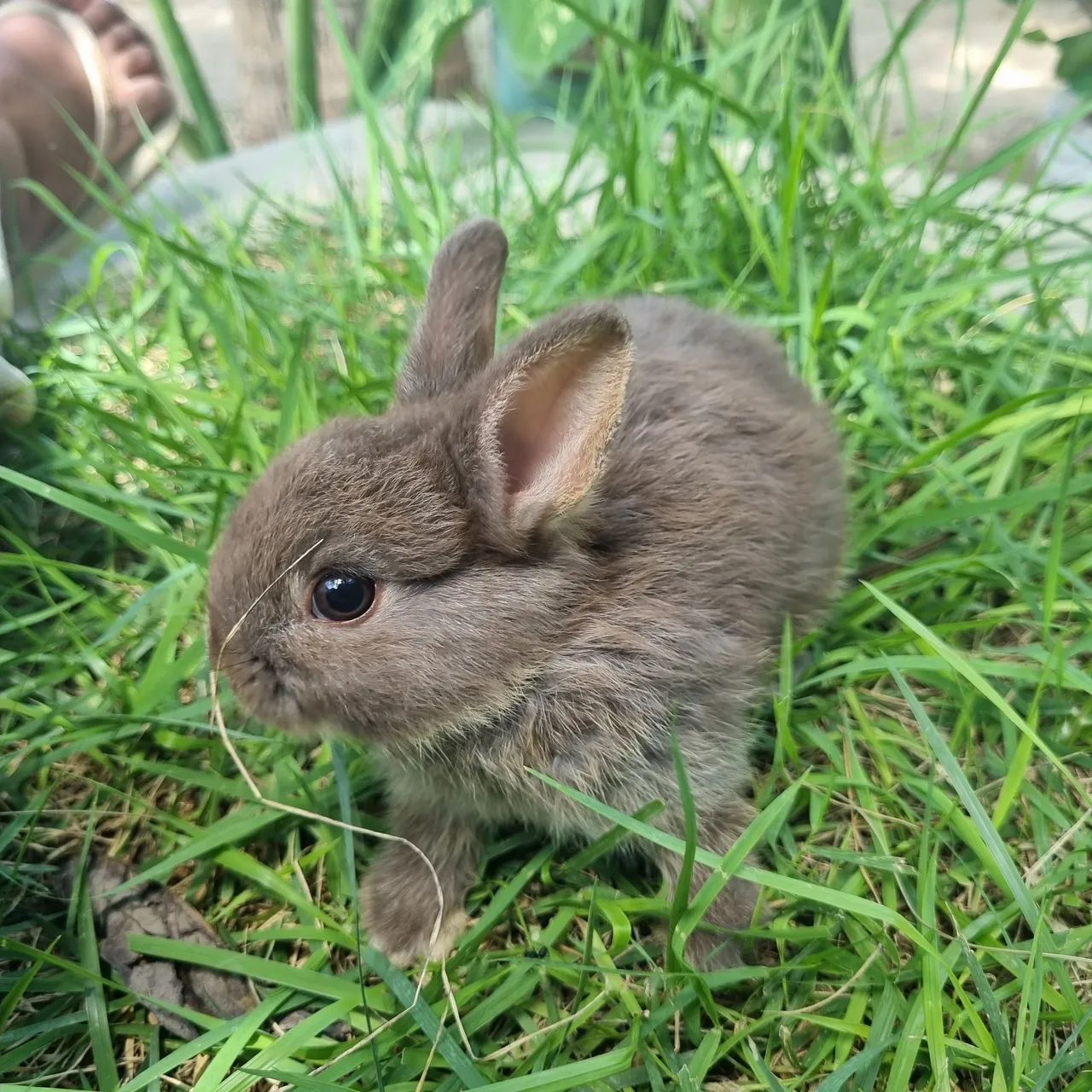 Mini Coelho Netherland Dwarf<br>Raça - Foto 4