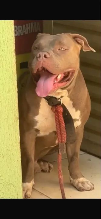 Pitbull disponível para cobertura,procura uma namorada  - Foto 2