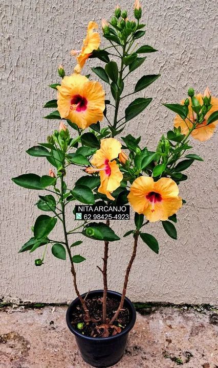 Planta pata de elefante hibisco caladiuns... - Foto 6