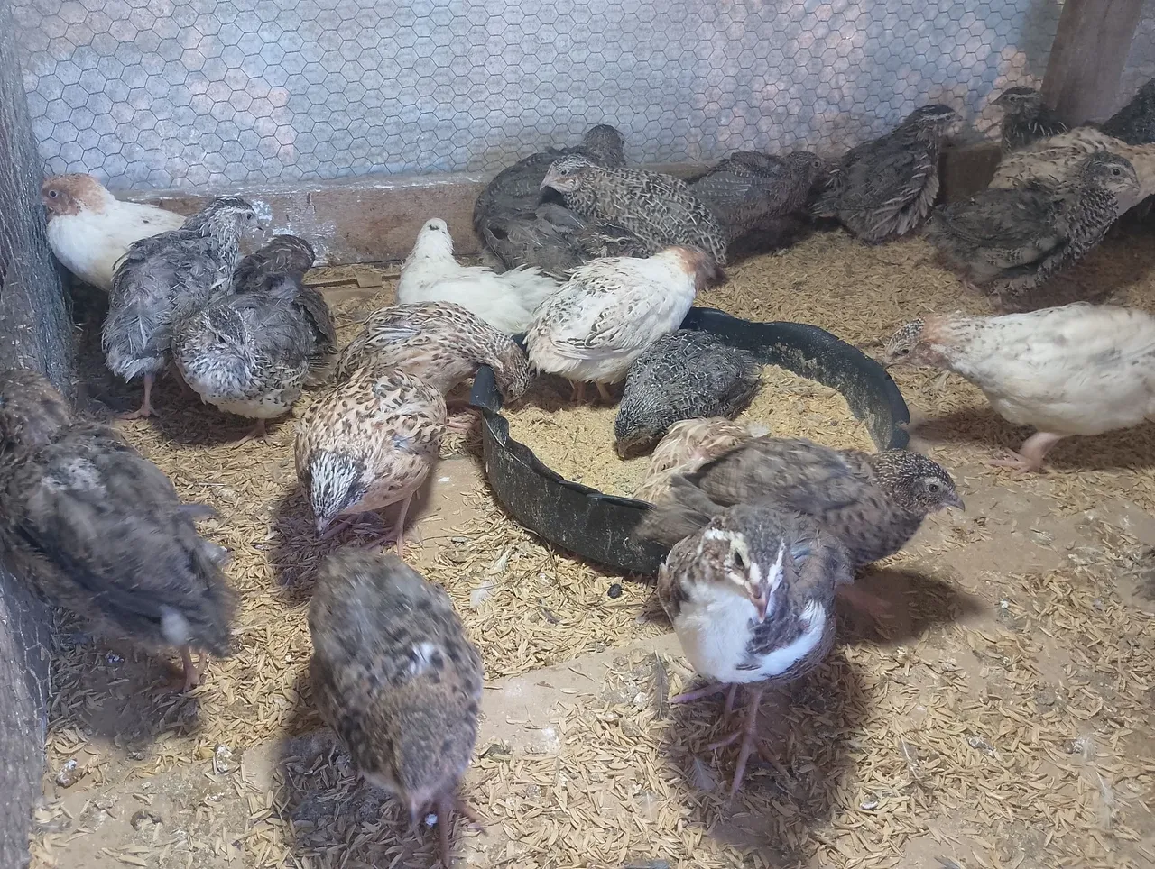 Codornas para criação