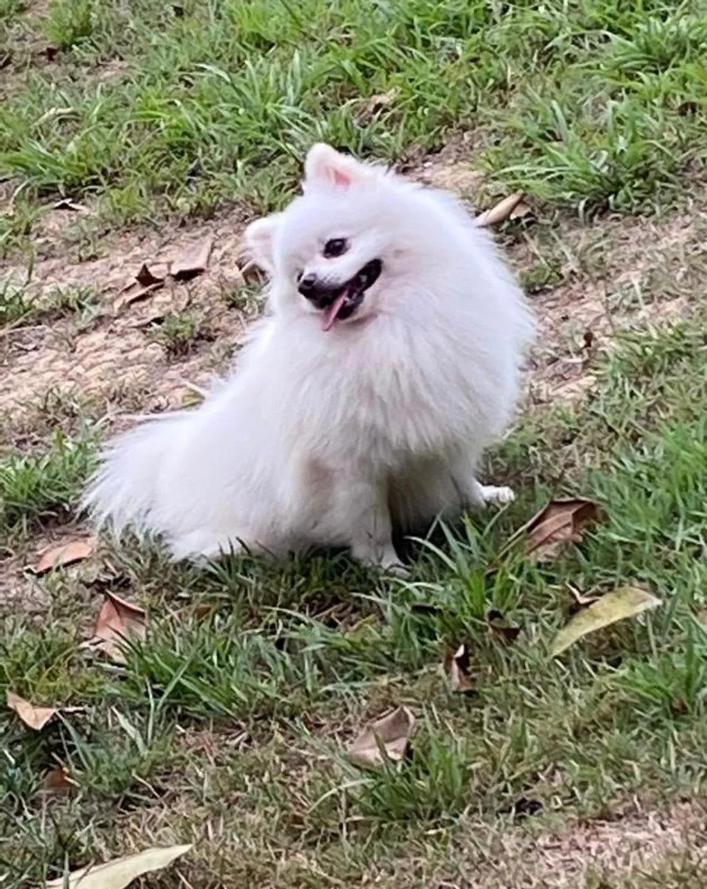 Vendo filhote de Spitz alemão.  - Foto 2