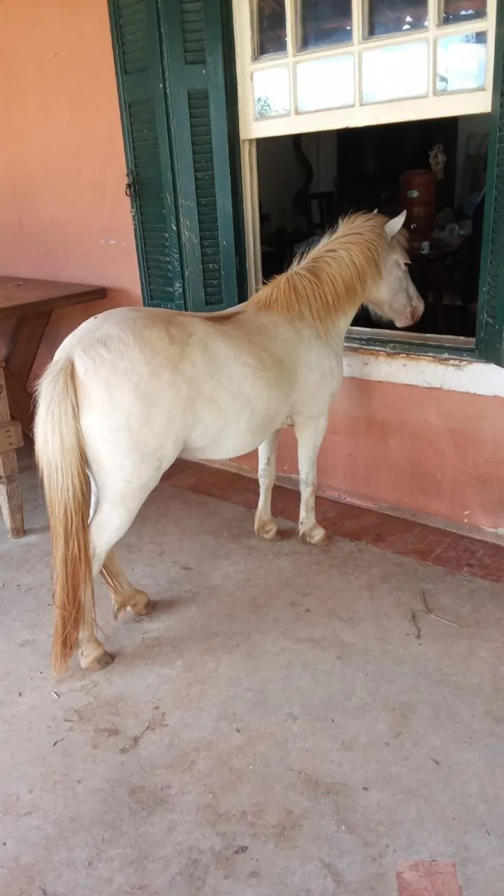 Poney fêmea de 5 anos