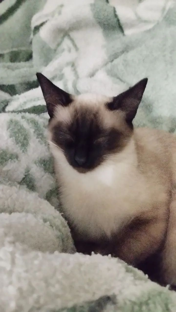 Gatos para doação  - Foto 3