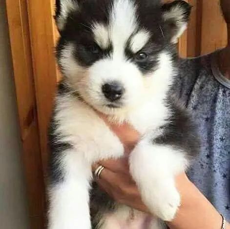 Husky siberiano energetico 