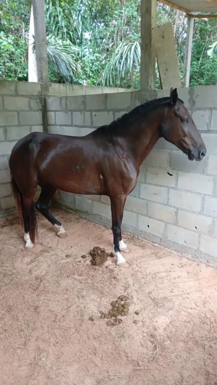Égua Marcha Picada  - Foto 2