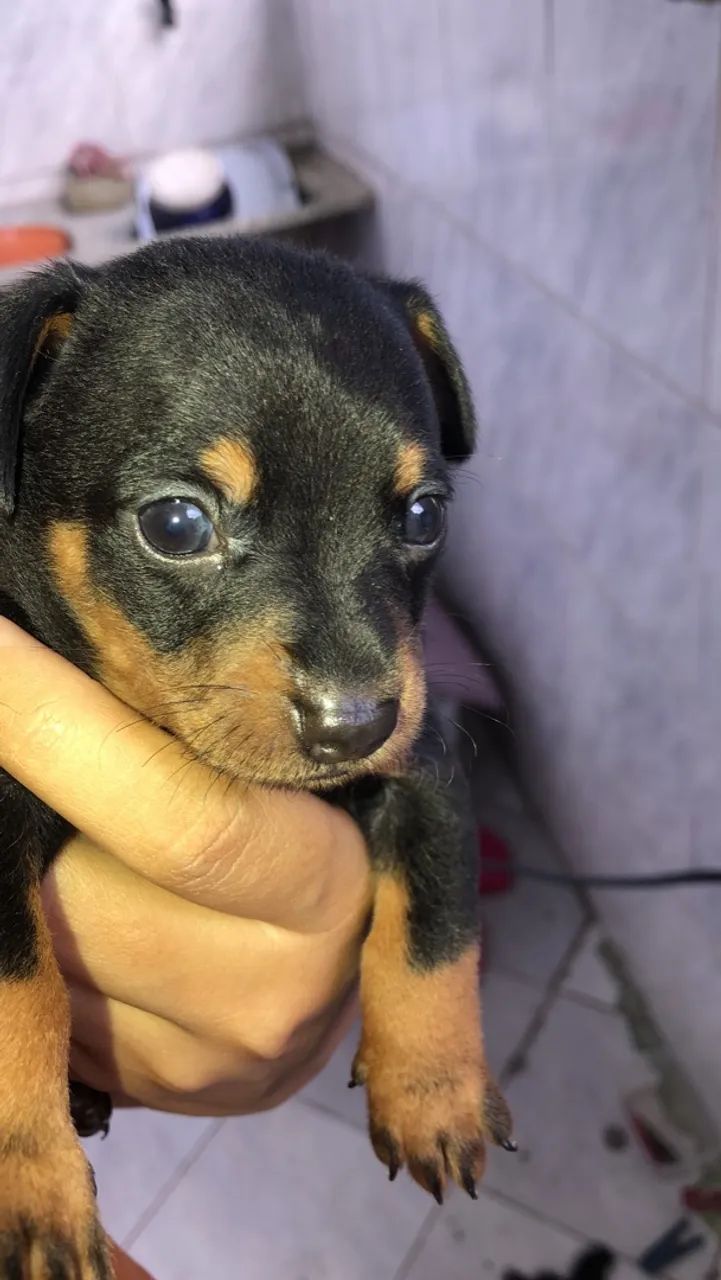 Filhote de Pinscher  - Foto 2