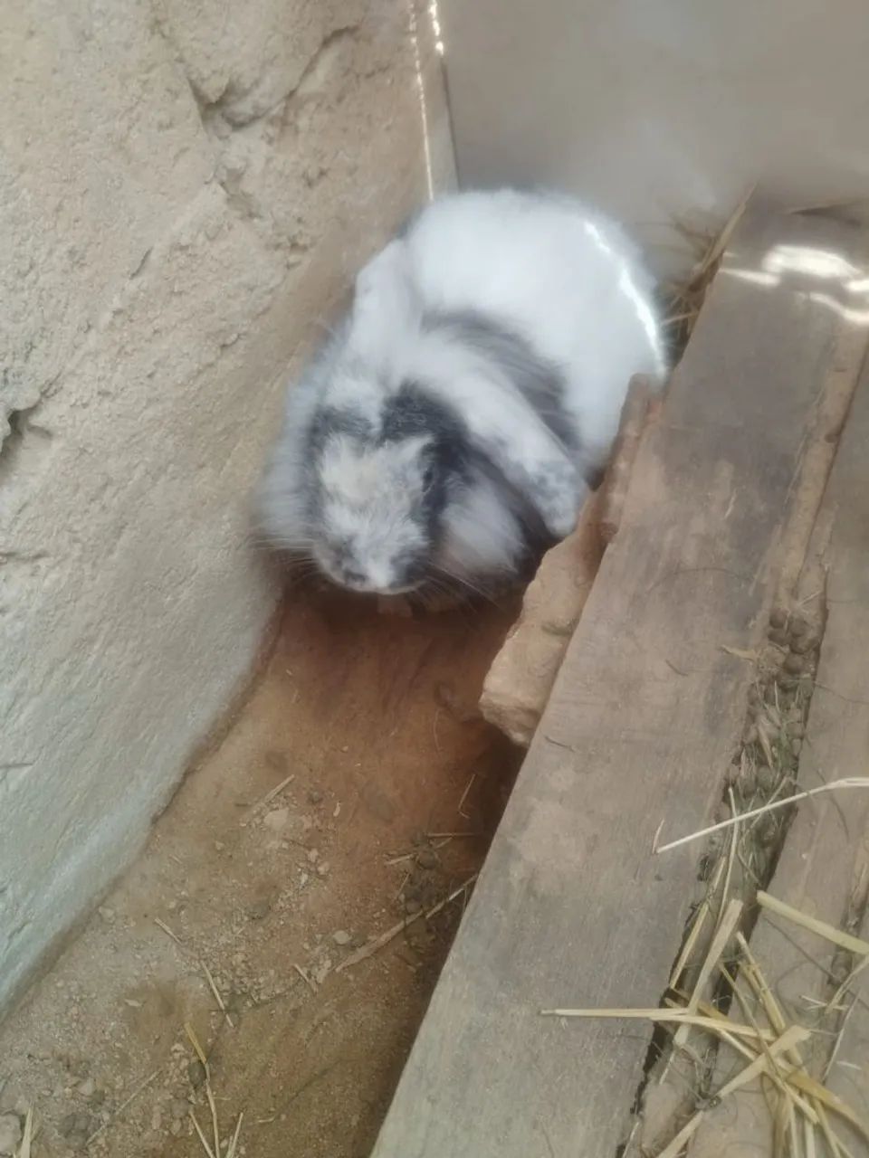 Fuzzy lop fêmea 