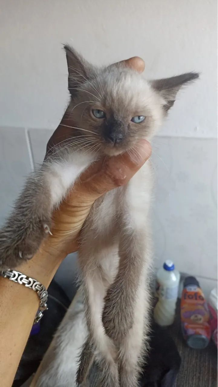 Doação de gatinhos 