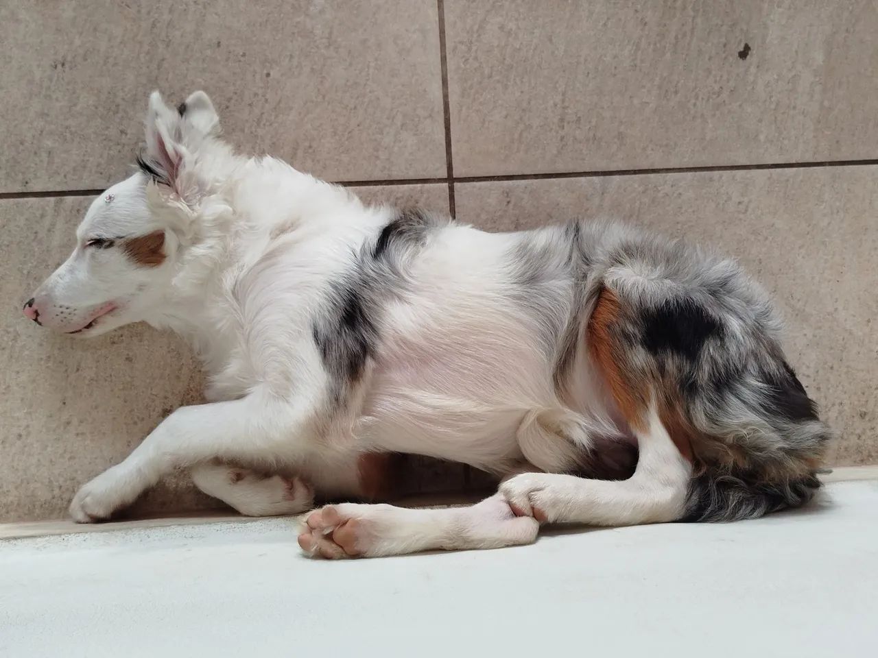 Border Collie Merle Tricolor 