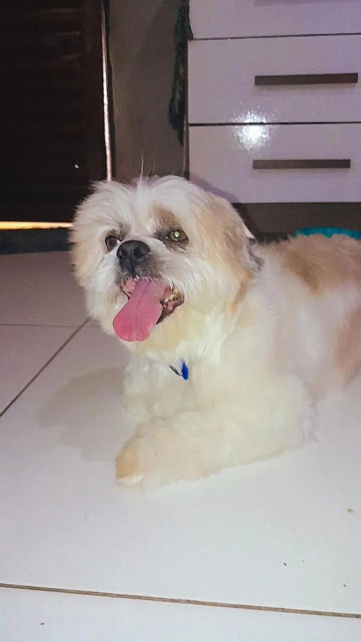 Shih Tzu Adorável para Adoção