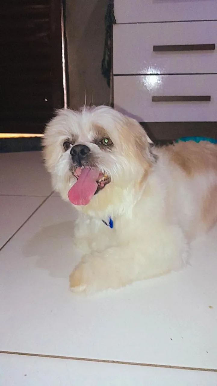 Shih Tzu Adorável para Adoção