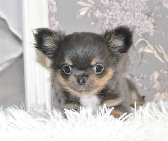 Chihuahua Fêmea Dourada - Miniatura, Focinho Curto e Super Charmosa!