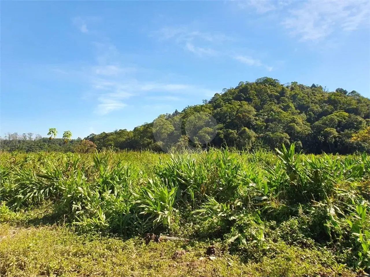 Terreno à venda em Vila figueiredo - SP - Foto 5