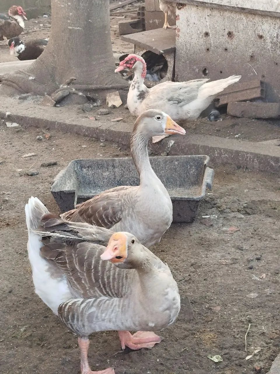Gansos e patos